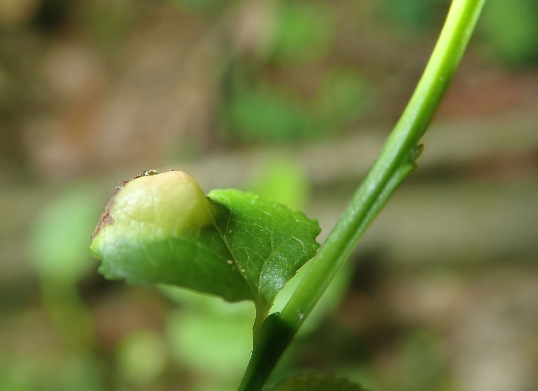 Image of Exobasidium arescens Nannf. 1981