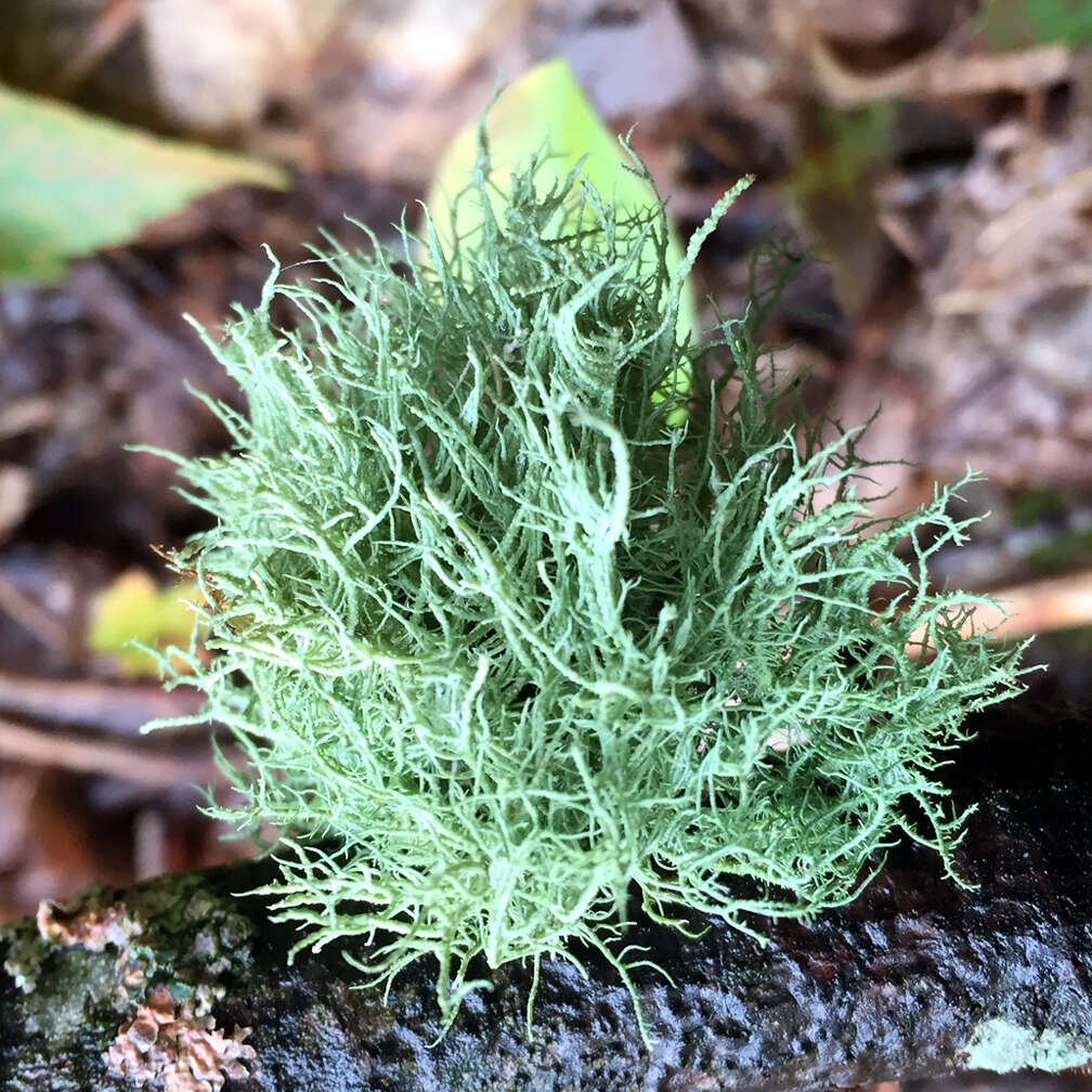 Image of Beard lichen