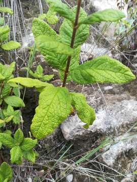 Plancia ëd Hemichaena coulteri (Gray) Thieret