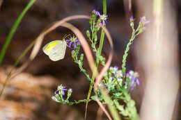 Image of Barred Yellow