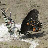 Image of Spicebush swallowtail