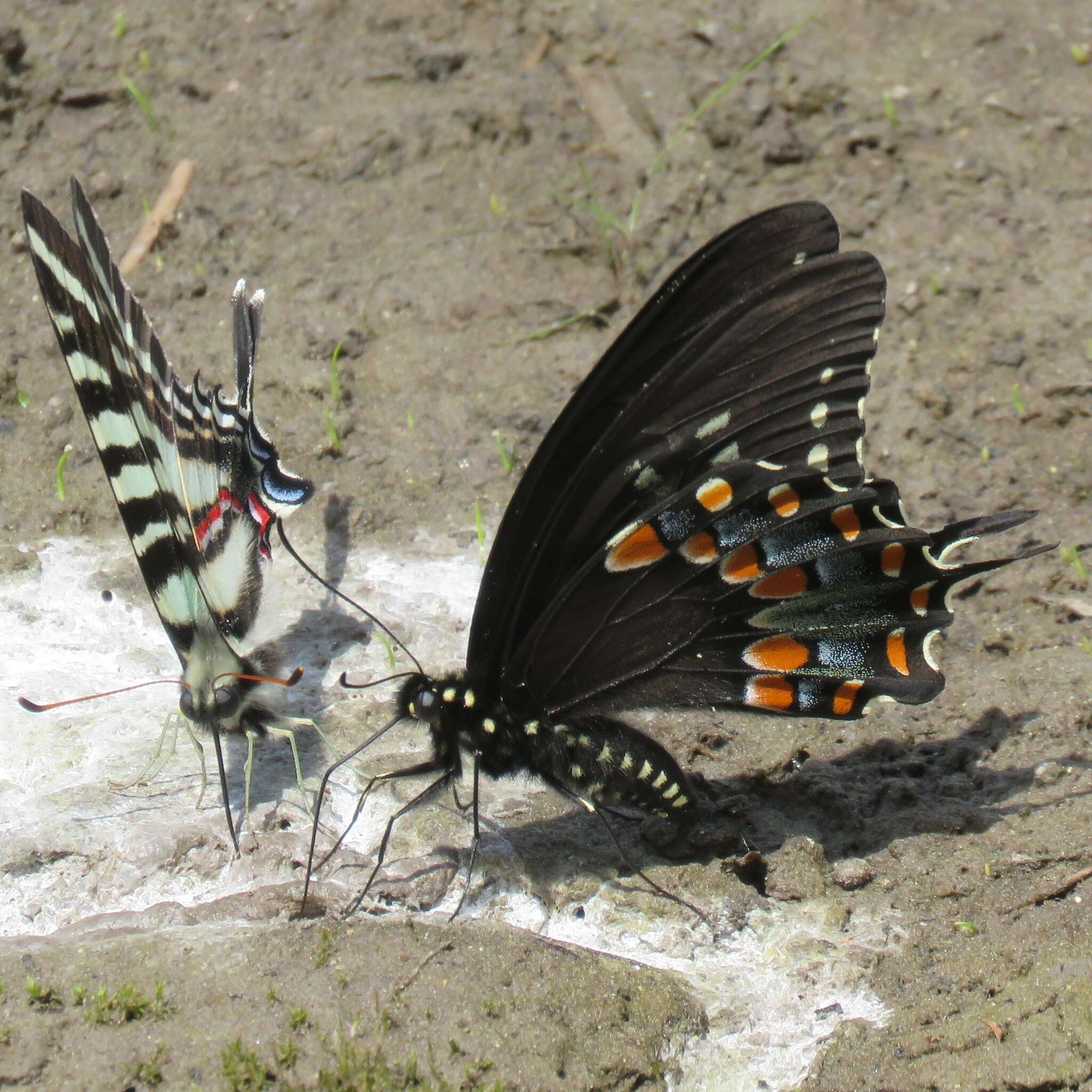 Papilio troilus Linnaeus 1758 resmi