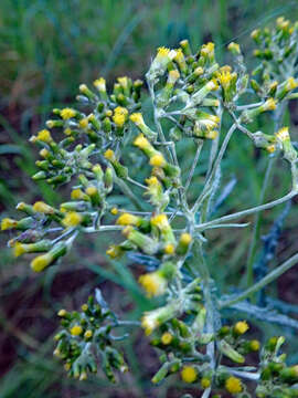 Image of Senecio glomeratus