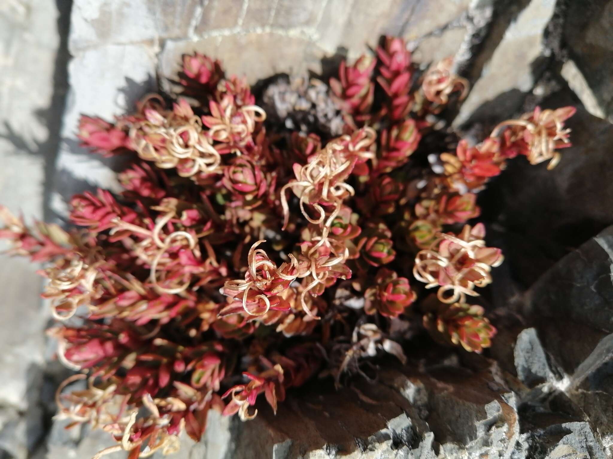 Image of Epilobium porphyrium G. Simpson