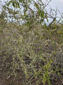 Image of Castela galapageia Hook. fil.