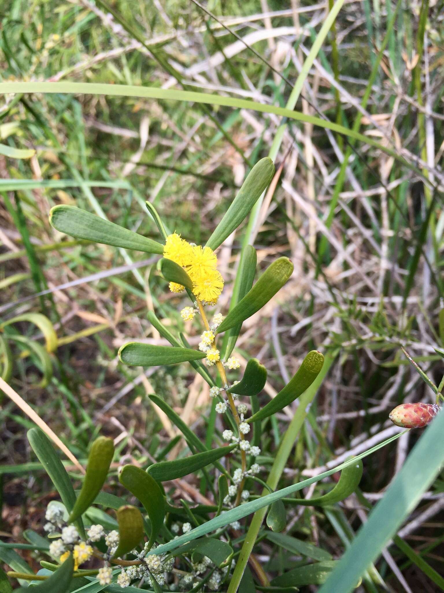 Image of Acacia farinosa Lindl.