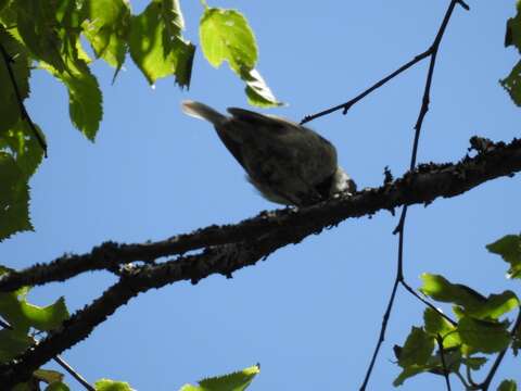 Image of Black-bibbed Tit