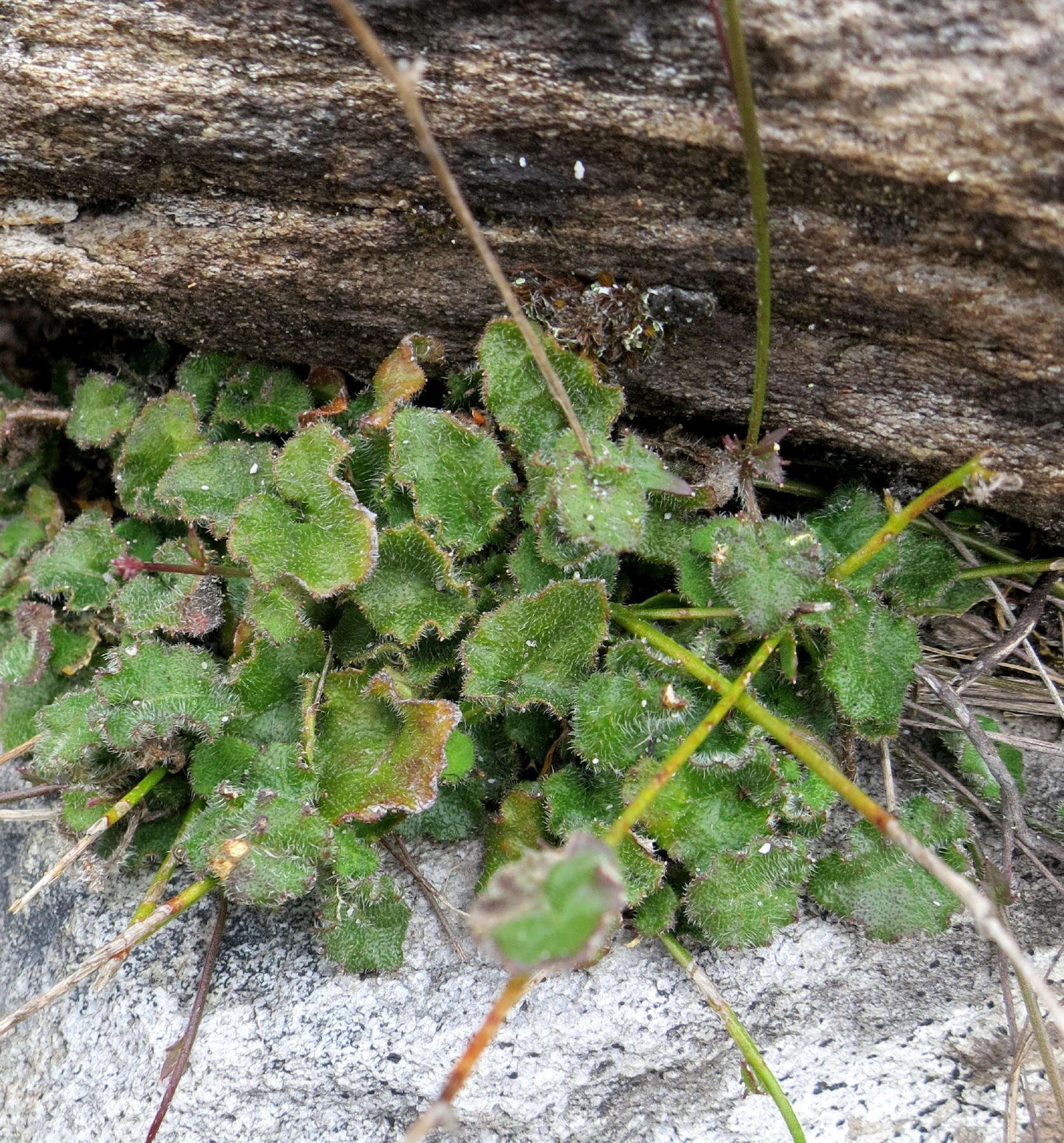 Image of Lobelia ardisiandroides Schltr.