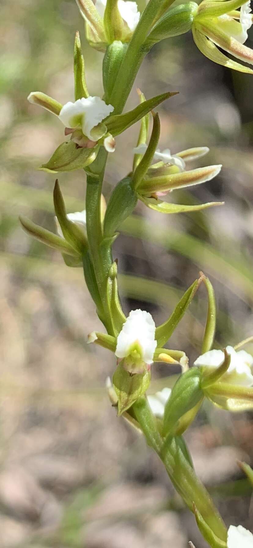 Image of Fragrant leek orchid