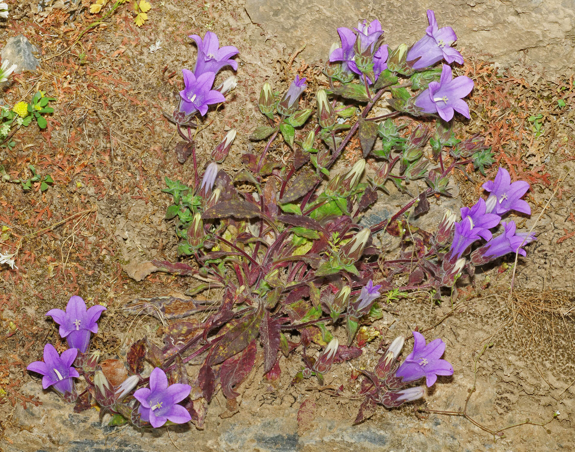 Imagem de Campanula tubulosa Lam.