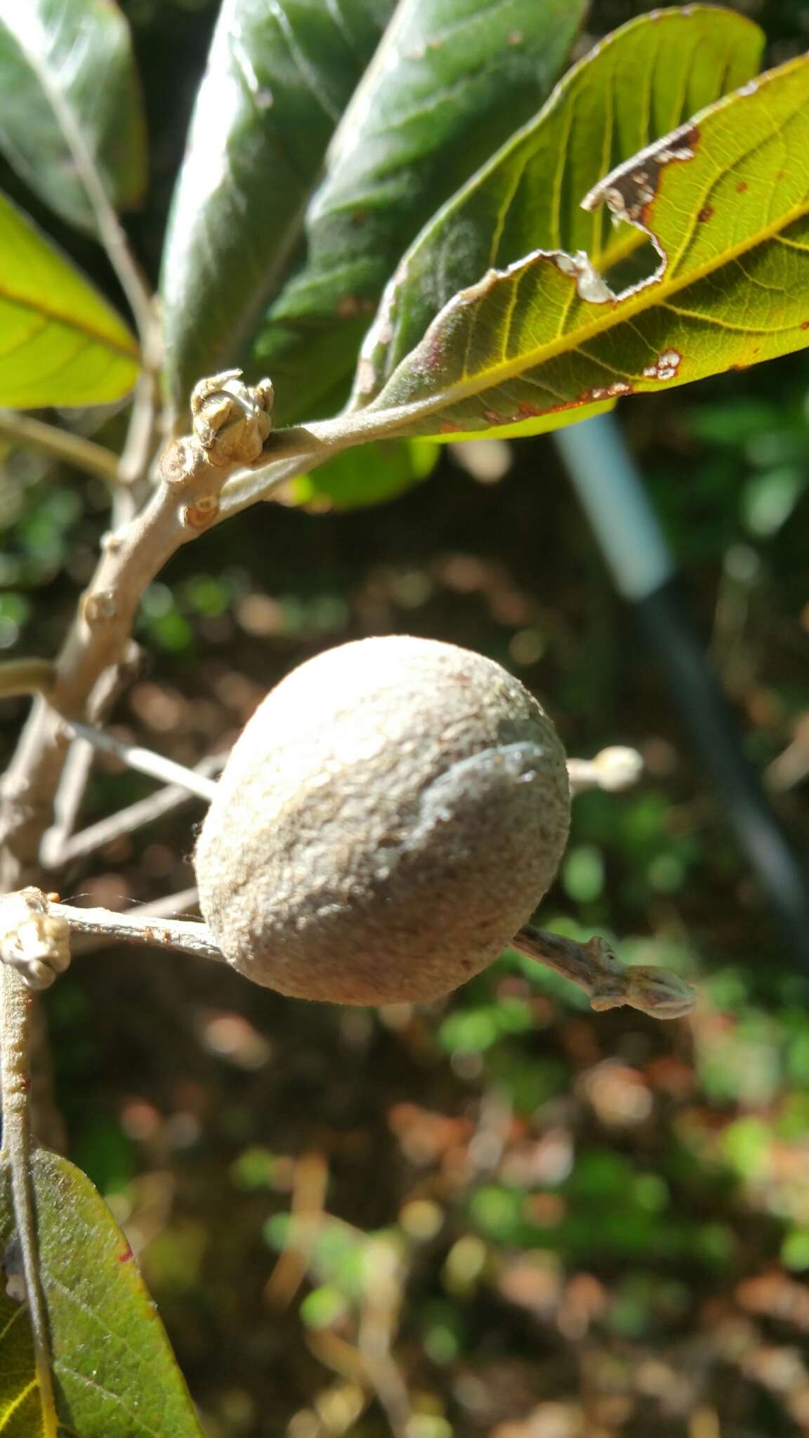 Sivun Terminalia crenata Tul. kuva