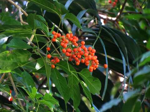 Image of Vitex queenslandica (Munir) Bramley