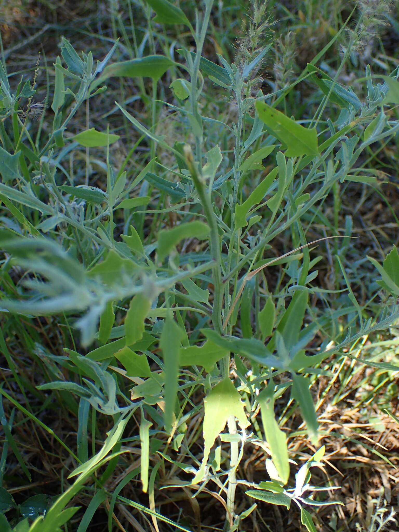 Image of pitseed goosefoot