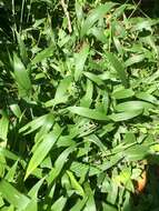 Image of bigleaf bristlegrass