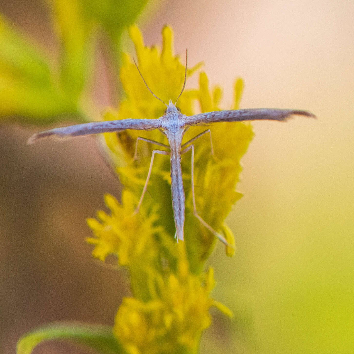 Lioptilodes albistriolatus (Zeller 1871) resmi