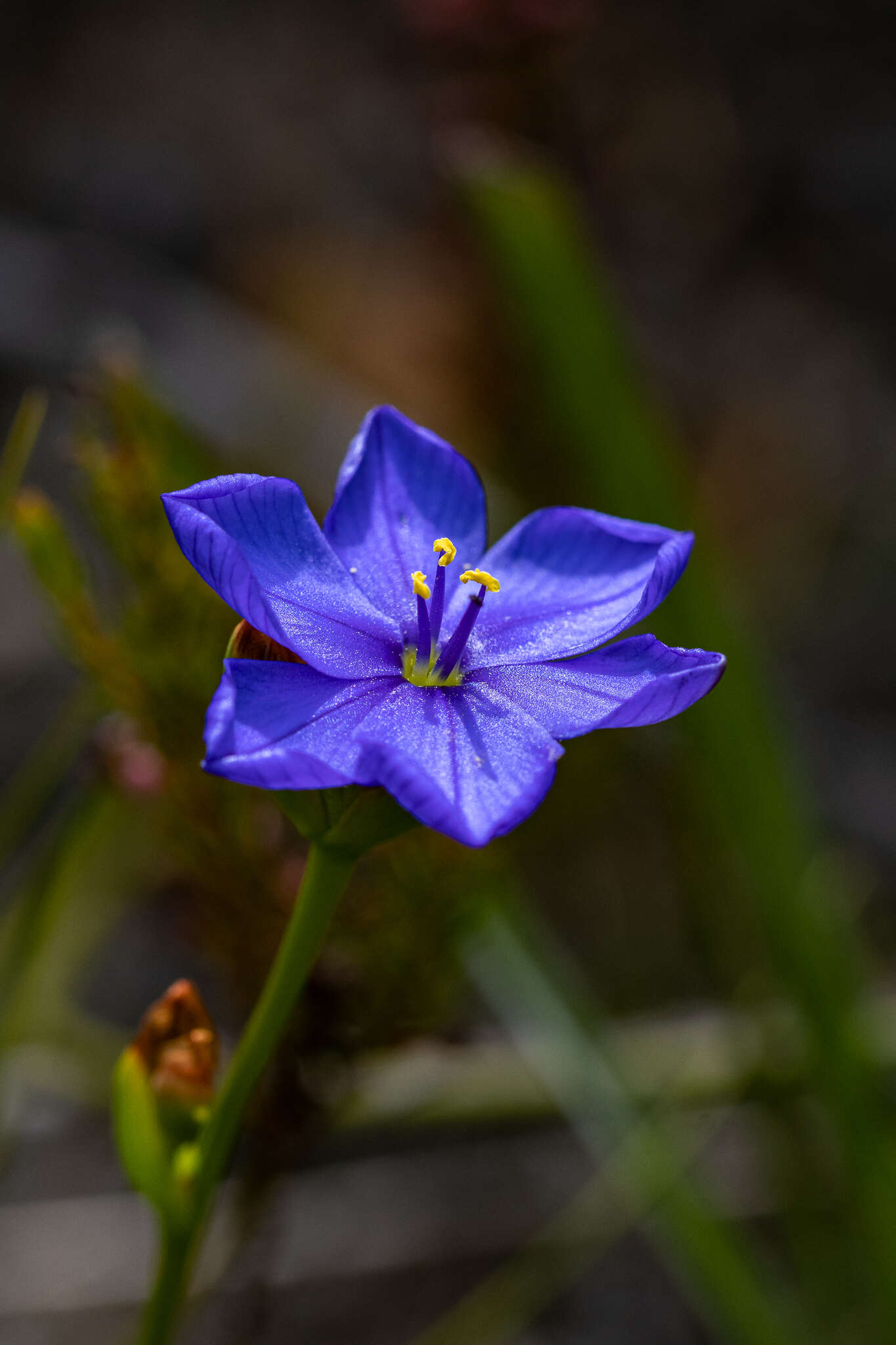 Imagem de Aristea juncifolia Eckl. ex Baker