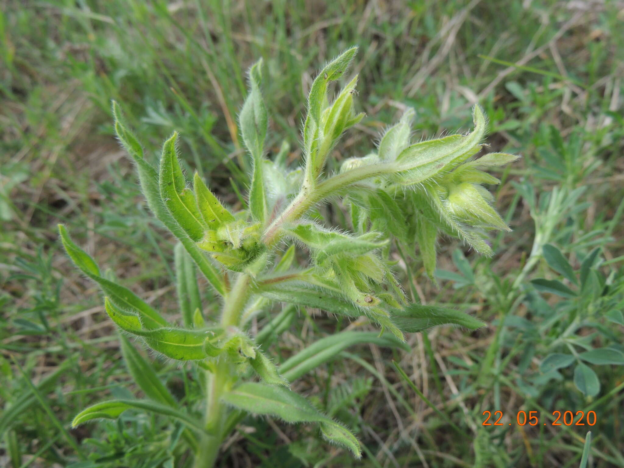 Image of <i>Onosma borysthenica</i>