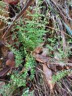 Image of Lindsaea microphylla Sw.