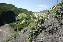 Image of Heracleum grandiflorum Stev. ex Bieb.