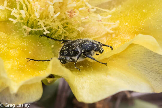 Image de Trichiotinus texanus (Horn 1876)