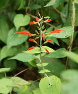 Image of Salvia alborosea Epling & Játiva