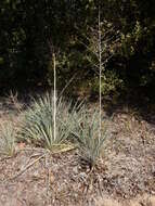 Image of Brazos River yucca