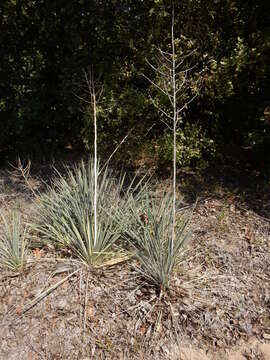 Image of Brazos River yucca