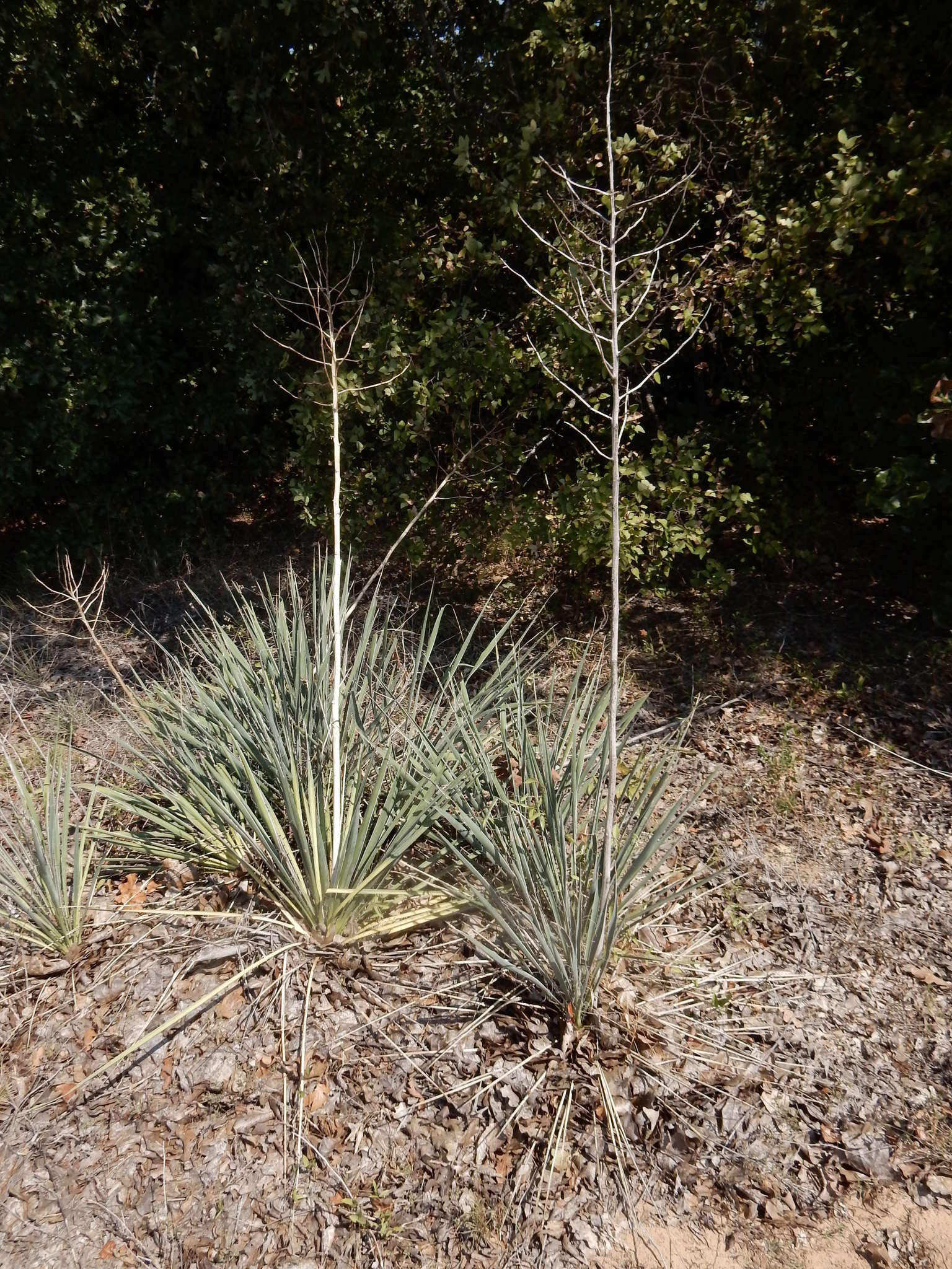 Image de Yucca necopina Shinners