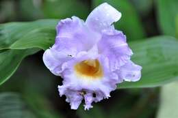 Image of Sobralia warszewiczii Rchb. fil.