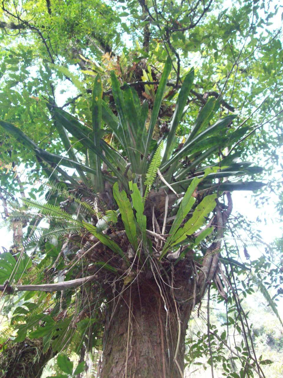 Image of Aechmea mexicana Baker