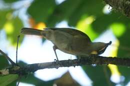 Image de Meliphaga notata mixta (Mathews 1912)