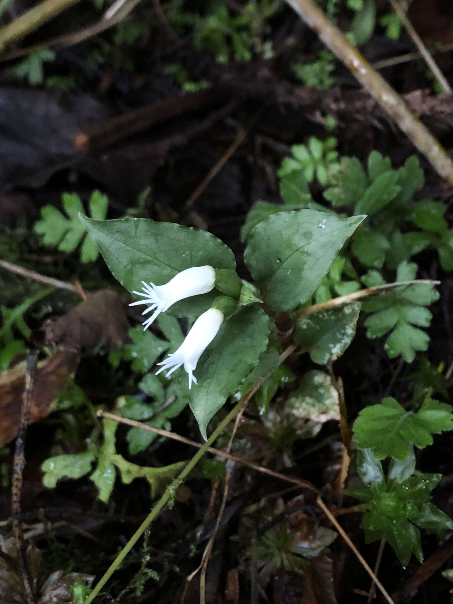 Image of Cheirostylis octodactyla Ames