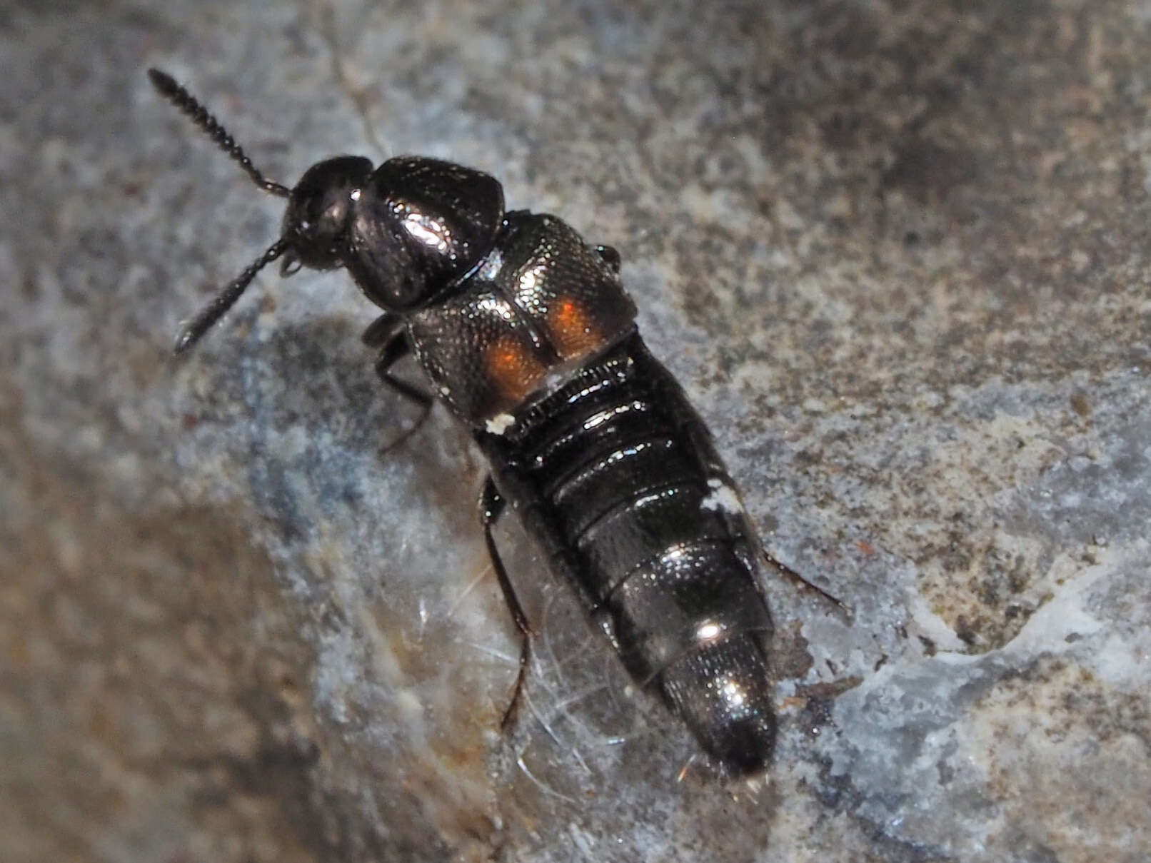 Image of Aleochara (Coprochara) bipustulata (Linnaeus 1760)