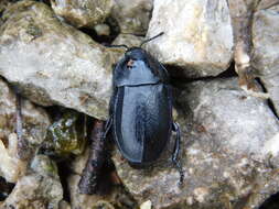 Image of Silpha (Silpha) tyrolensis Laicharting 1781