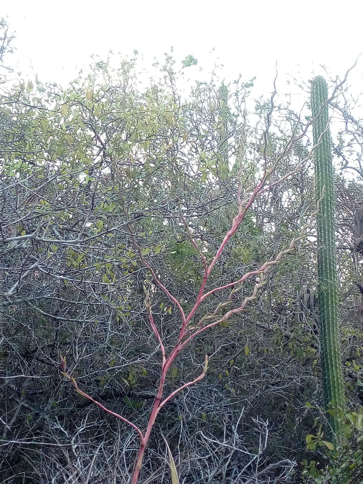 Image of Tillandsia huamelulaensis Ehlers