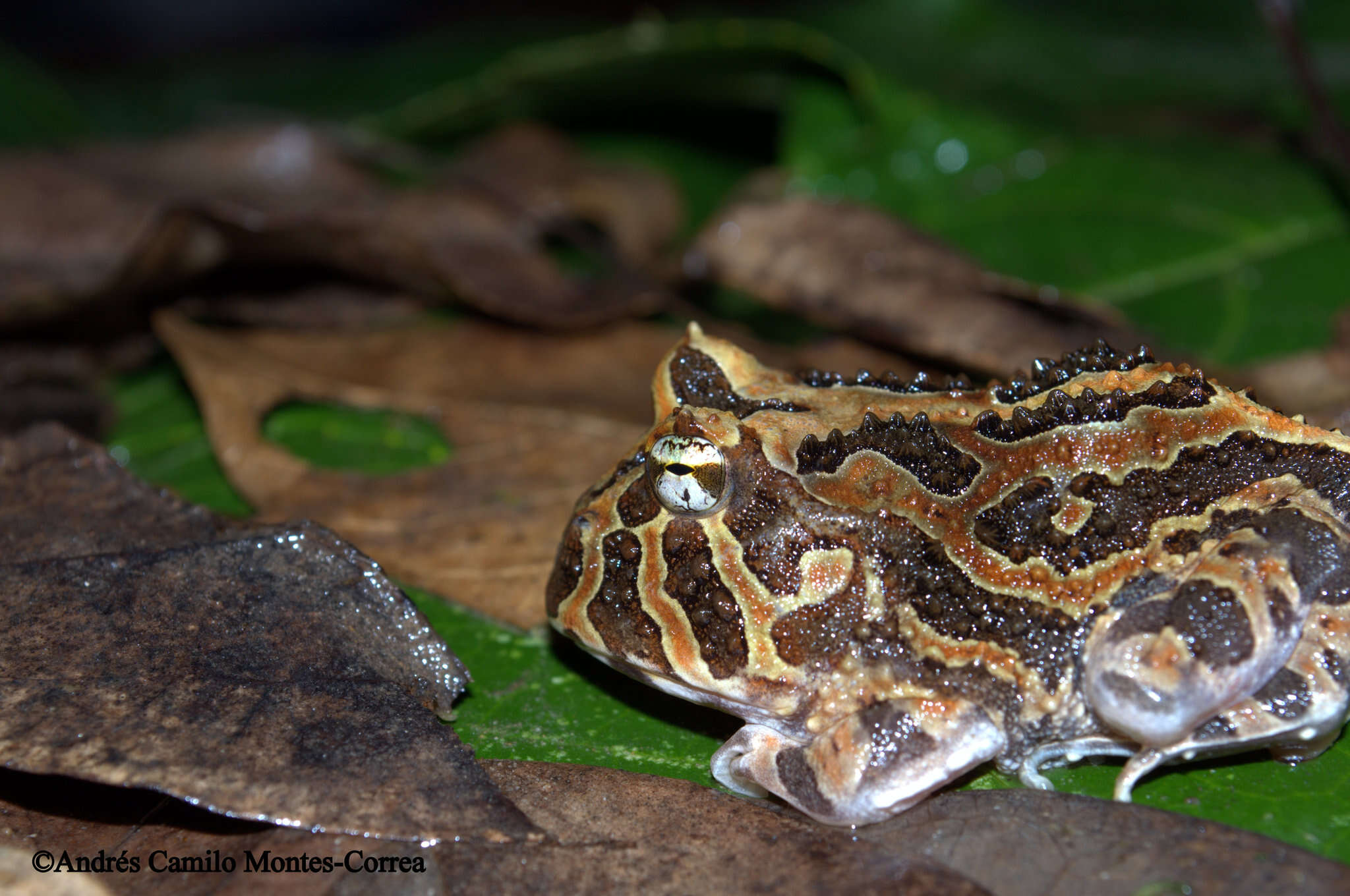 Imagem de Ceratophrys calcarata Boulenger 1890