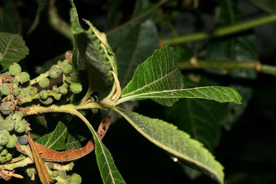 Image of Morella pubescens (Humb. & Bonpl. ex Willd.) Wilbur