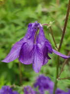 Слика од Aquilegia nigricans Baumg.