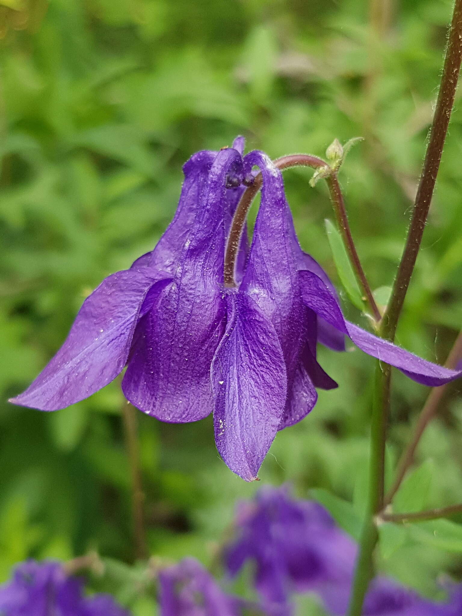 Image of Bulgarian Columbine