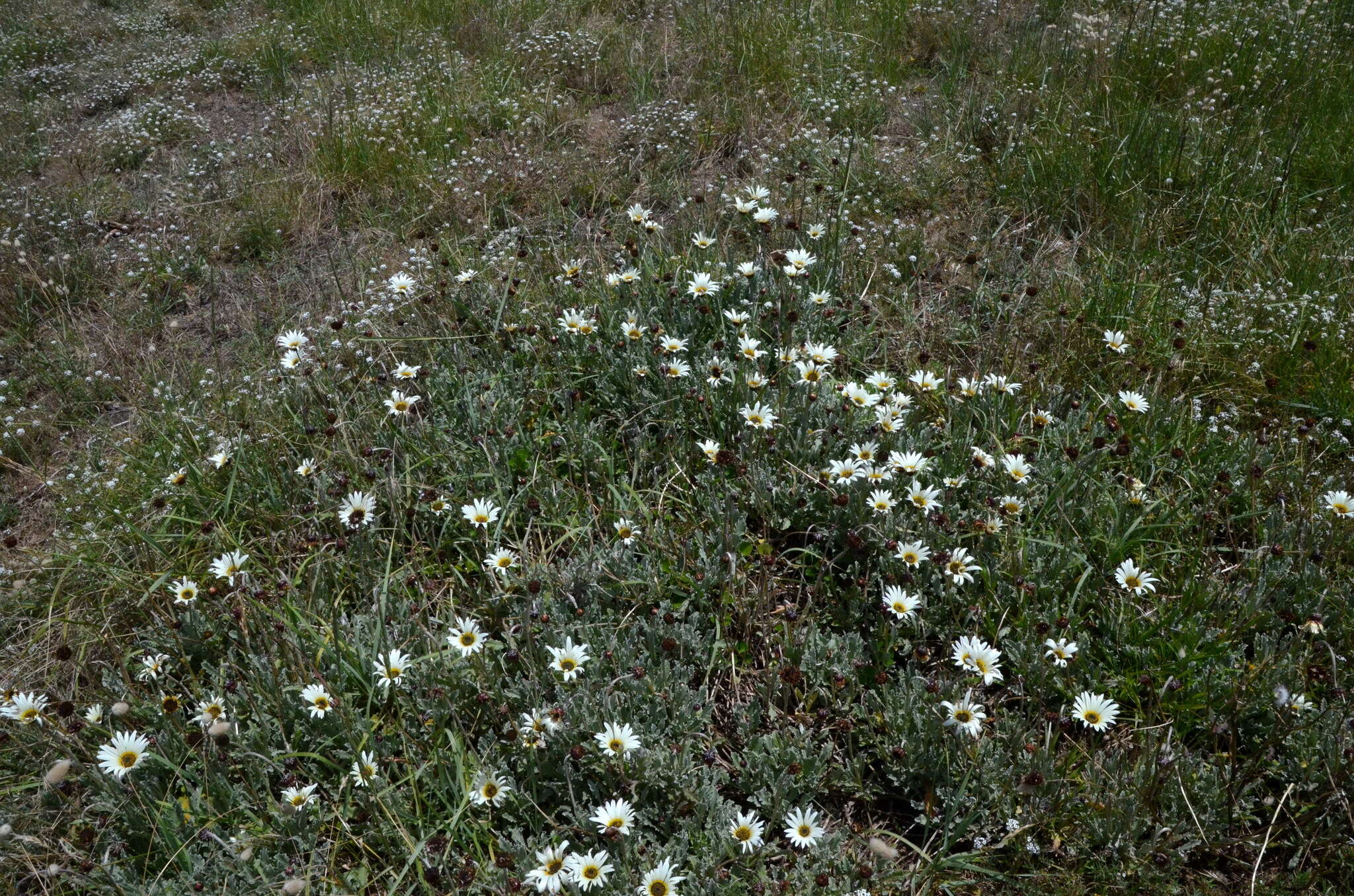 Image of African daisy