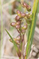 Image of pod-grass family