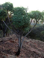 Image of Common Cabbage Tree