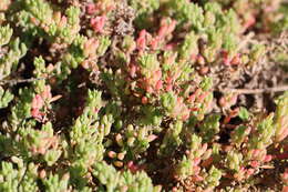 Image of Threlkeldia diffusa R. Br.