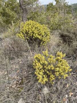 Image of Thymelaea tinctoria (Pourr.) Endl.