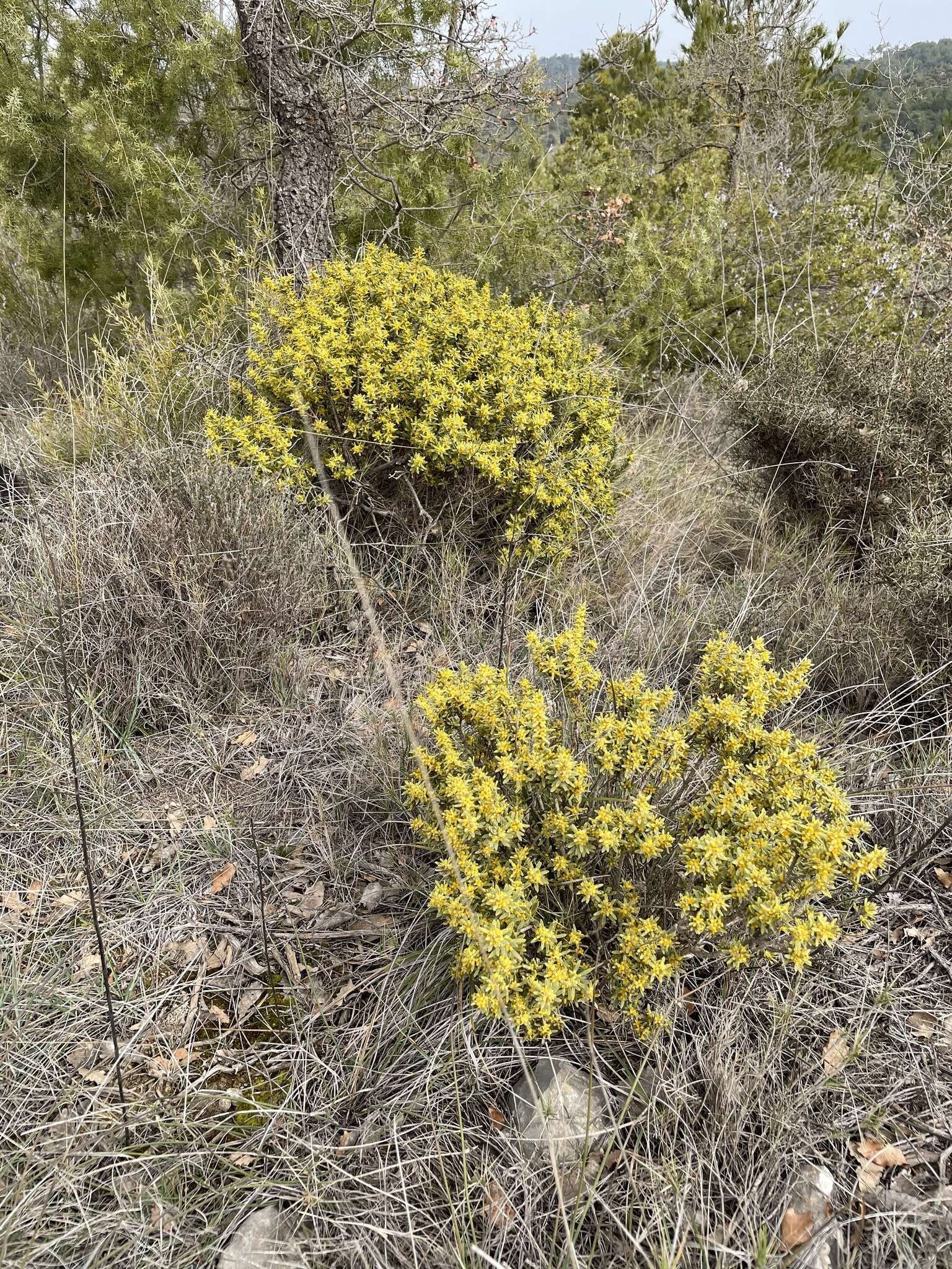 Image of Thymelaea tinctoria (Pourr.) Endl.