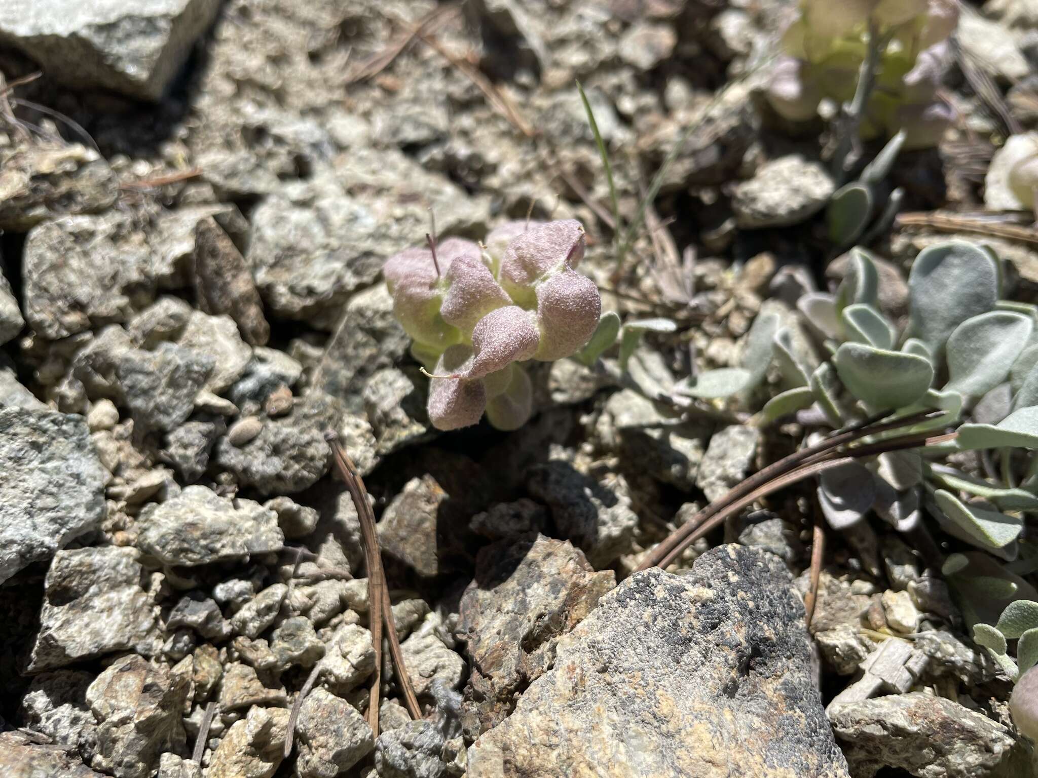 Image of Washington twinpod