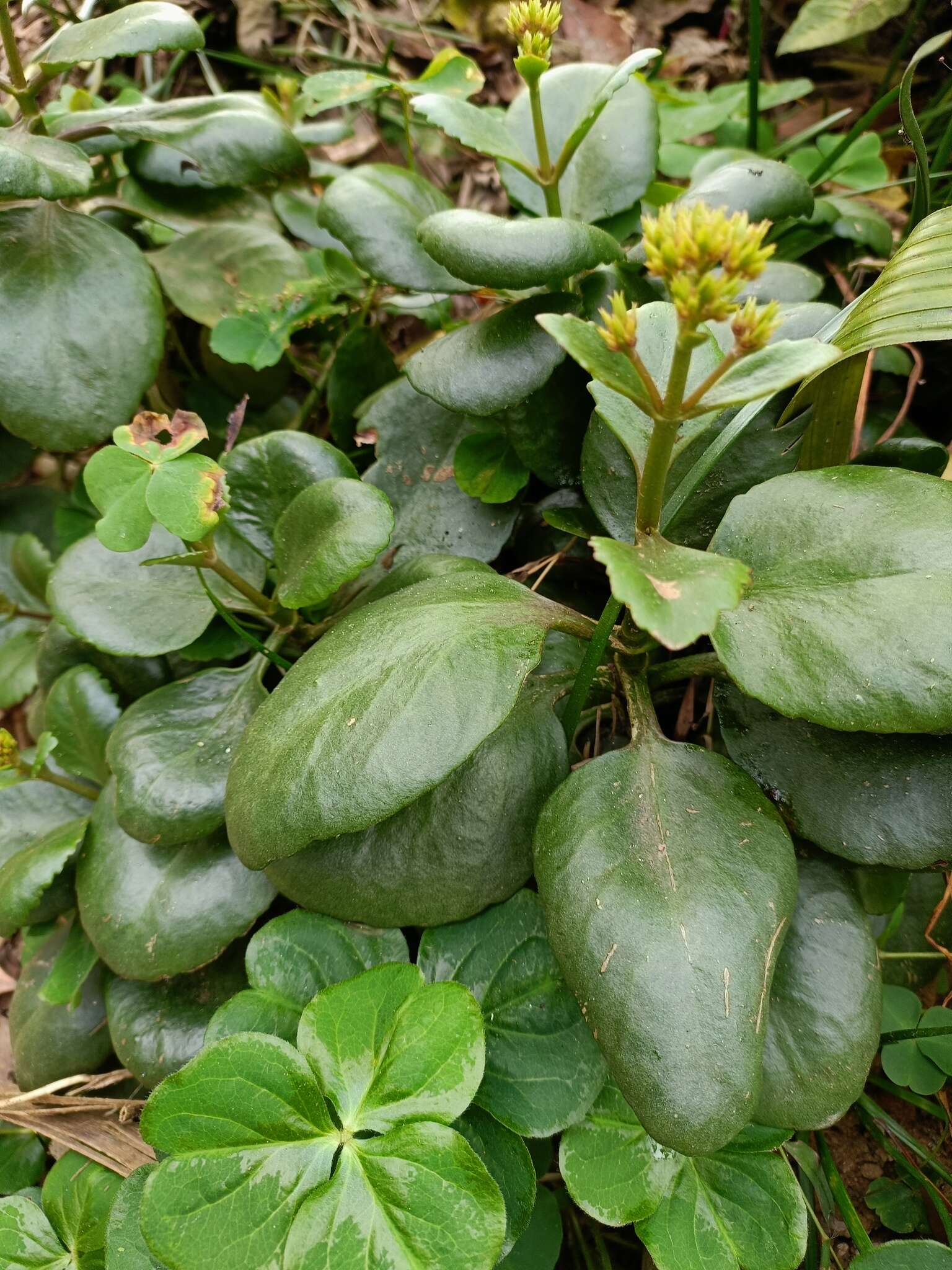 Image of Madagascar widow's-thrill