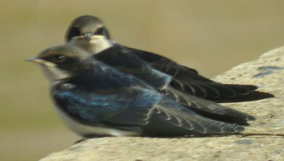 Hirundo smithii Leach 1818 resmi