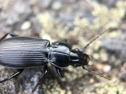 Image of Carabidae