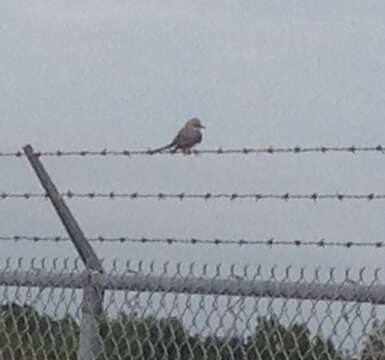 Image of Scissor-tailed Flycatcher